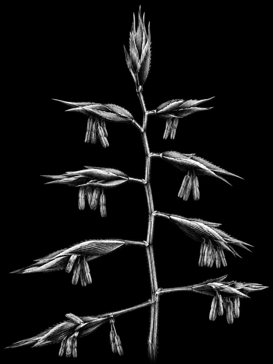 Grass stem in context