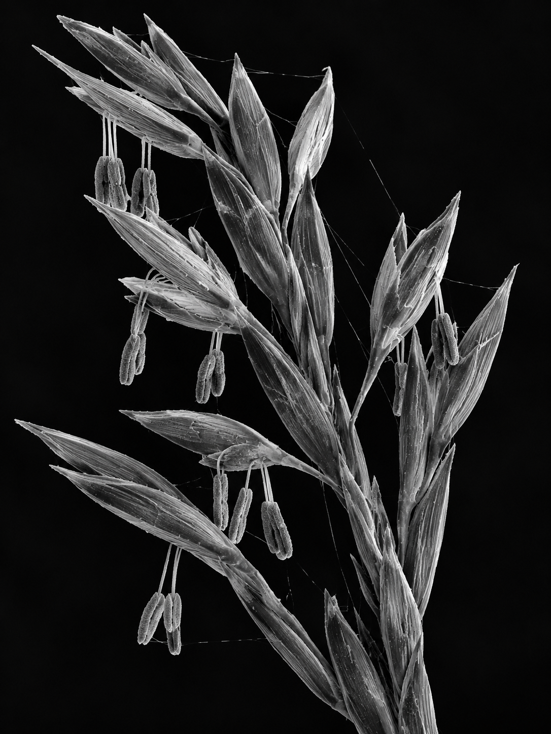 Grass stem at medium distance
