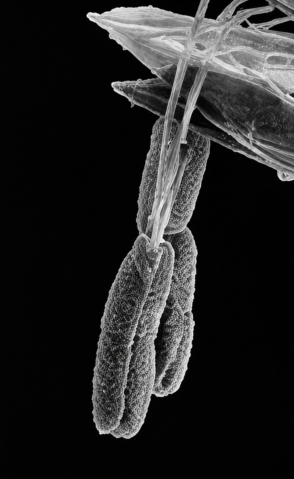 Grass stem in close detail
