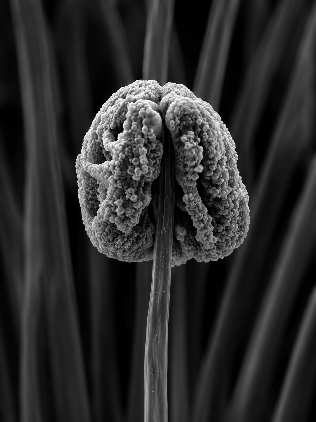 Botanical study II detail