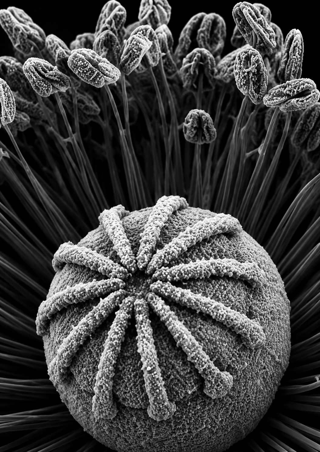 Botanical study II subject